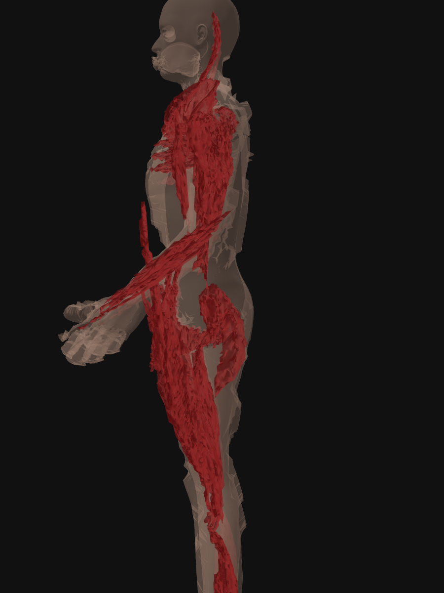 T2 — muscle layer protruding past the skin envelope at face, chest, and limbs